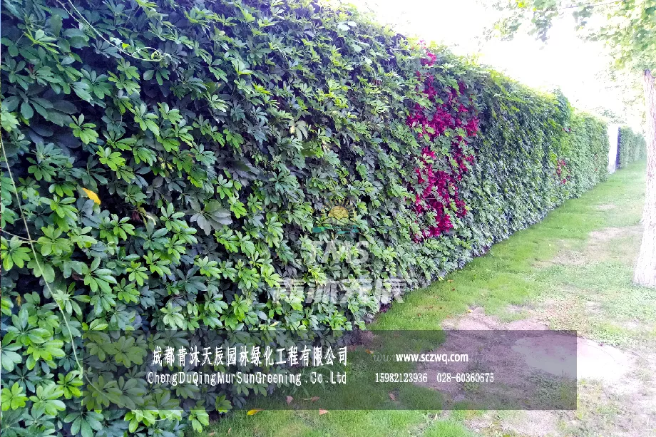 成都双流芯谷电子产业园围挡植物墙