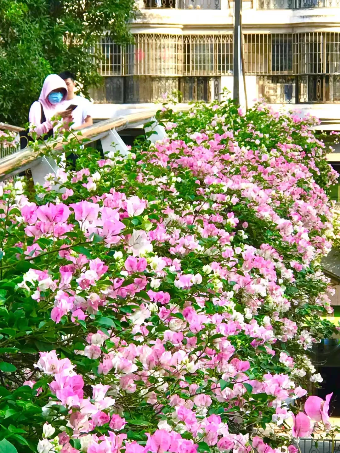 天桥花箱绿化