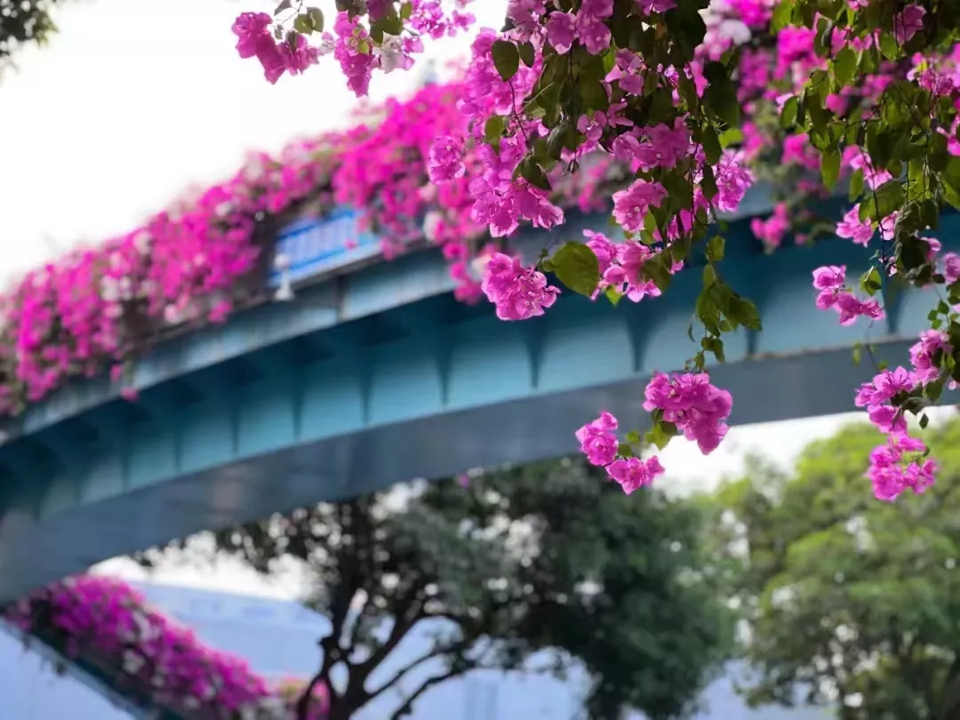 高架桥绿化