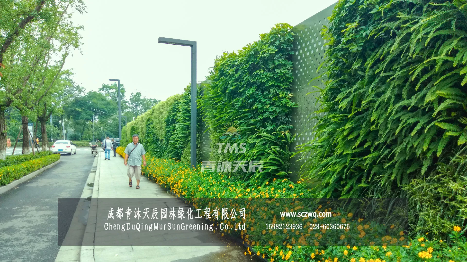成都金牛.山姆会员店市政道路围挡植物墙