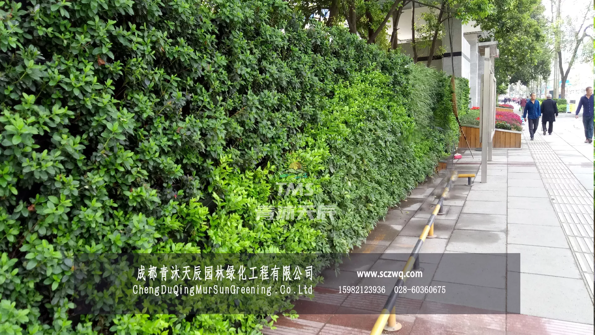 成都新津.政府围墙植物墙