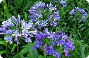 蓝色百子莲-花境植物