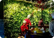室内餐厅植物墙