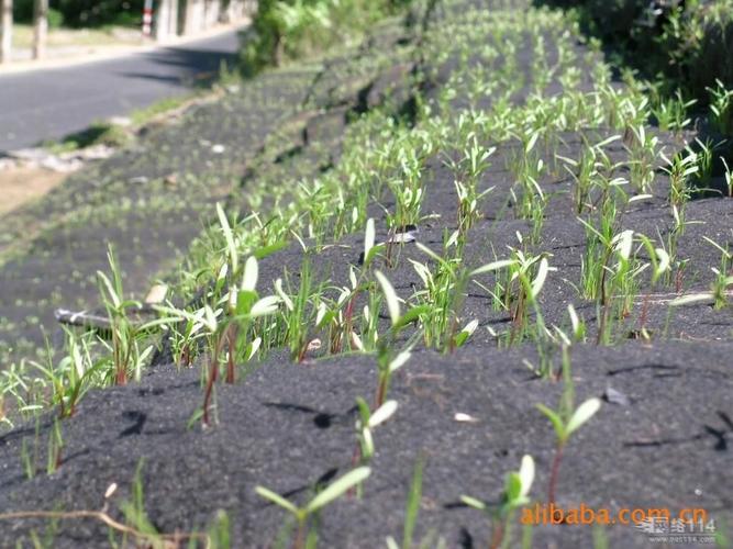 护坡绿化种子发芽状态