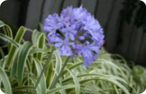 风暴百子莲-花境植物