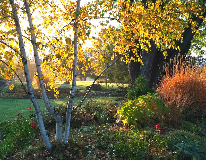 许多观赏草在**次霜冻后呈现出发光的秋天色彩。